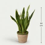 Sanseveria