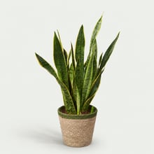 Sanseveria