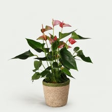 Anthurium