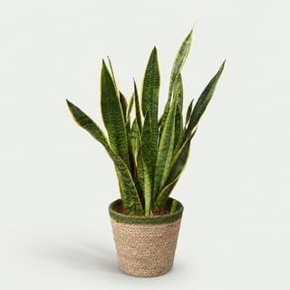 Sanseveria